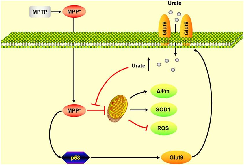 A schematic diagram of the mechanism underlying the neuroprotective effects of urate on dopaminergic neurons.
