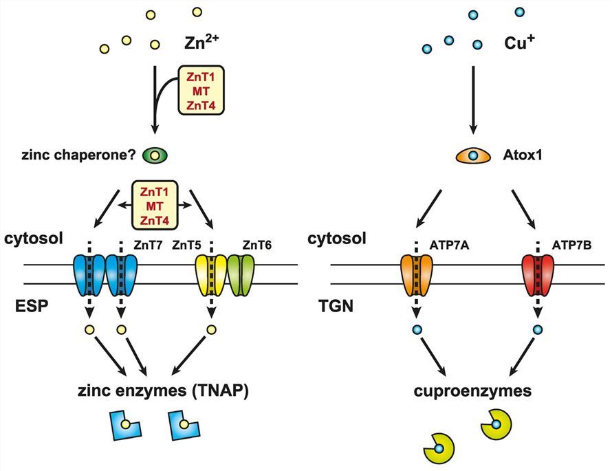 Cooperative function of MT, ZnT1, and ZnT4 in the activation of zinc-requiring ectoenzymes.