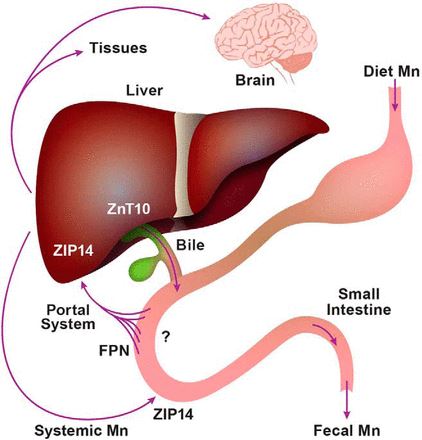 Model for transporter activity for mammalian manganese absorption, hepatic uptake, and endogenous excretion.