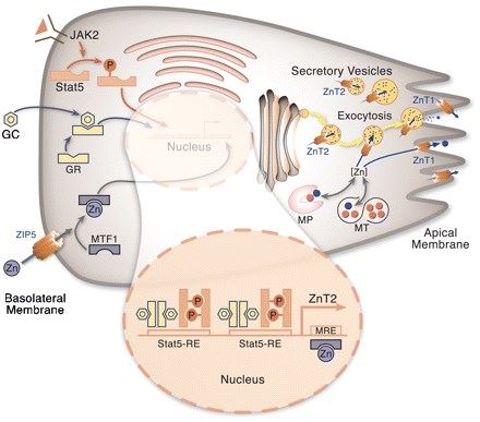 Proposed model of zinc transport and secretion in pancreatic acinar cells.