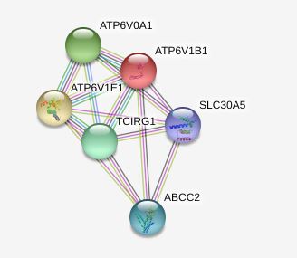 Interacting Proteins for SLC30A5 Gene.