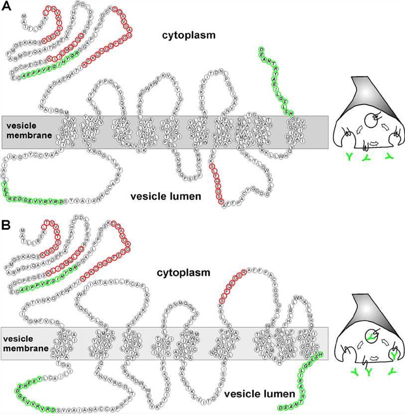 SLC32A1 Membrane Protein Preparation