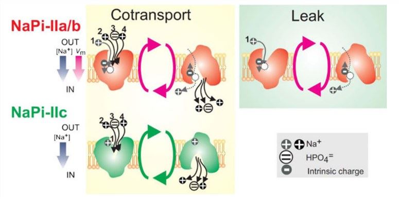 Transport mechanism of SLC34 proteins.