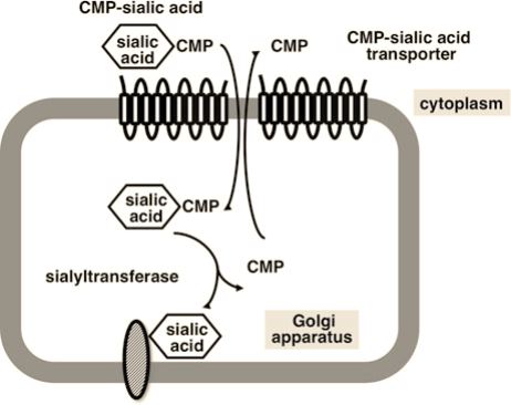 SLC35A1 Membrane Protein Preparation