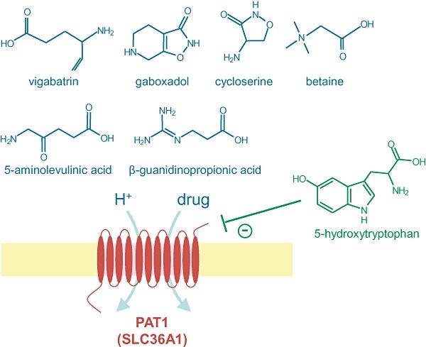 The H+-coupled amino acid transporter PAT1 (SLC36A1) can transport a number of compounds with potential therapeutic value (shown in blue).