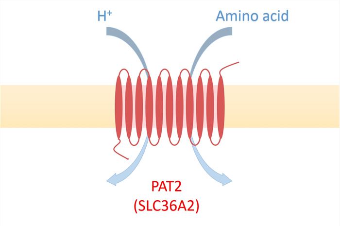 SLC36A2 Membrane Protein Introduction