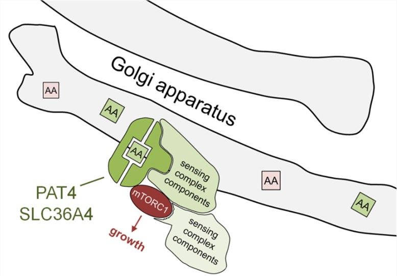 SLC36A4 responds to amino acids to regulate mTORC1 function on the Golgi apparatus.