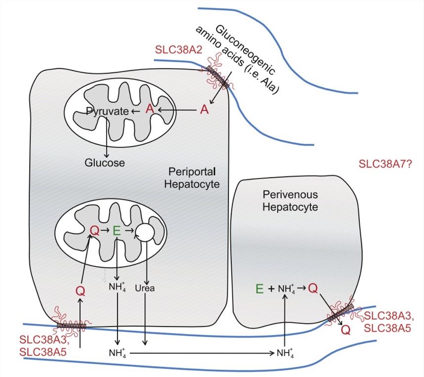 The SLC38 family, including SLC38A2, is involved in glutamate-glutamine cycling in the liver. 