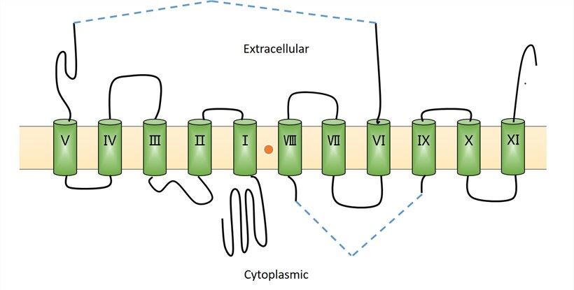Schematic model of the Snat3 transporter.