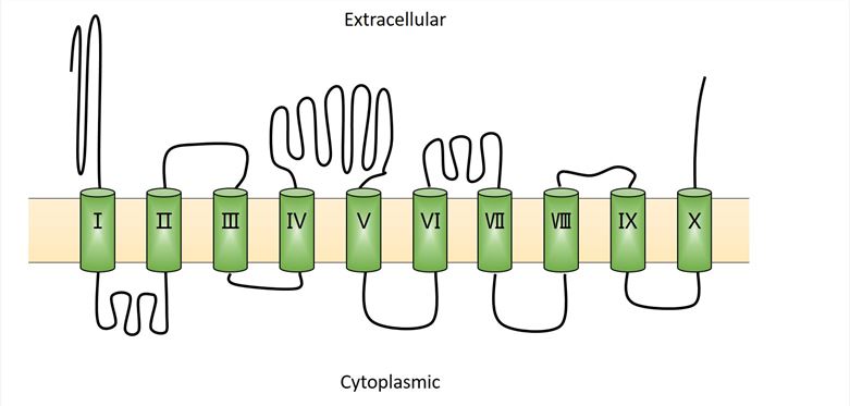The 10-transmembrane model of SLC38A4.
