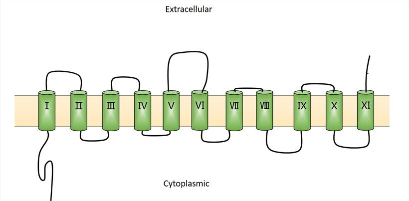 SLC38A5 Membrane Protein Introduction