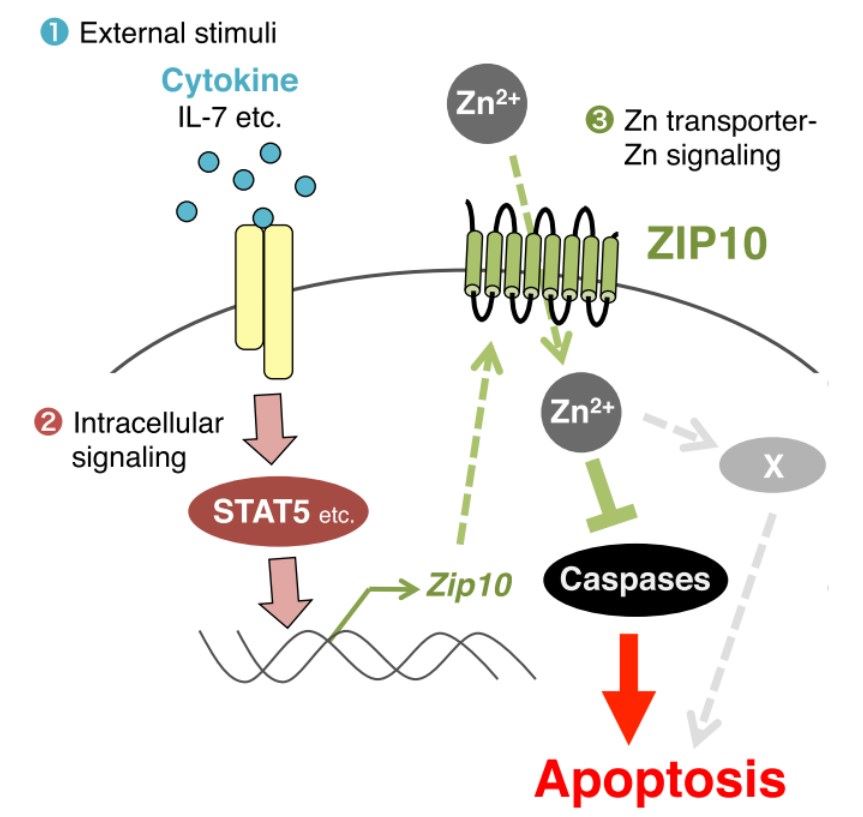 Zinc transporter SLC39A10 facilitates antiapoptotic signaling during early B-cell development. 