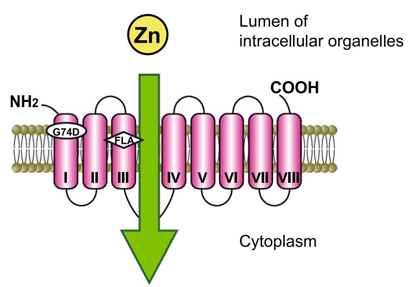 The predicted topology model of ZIP13.
