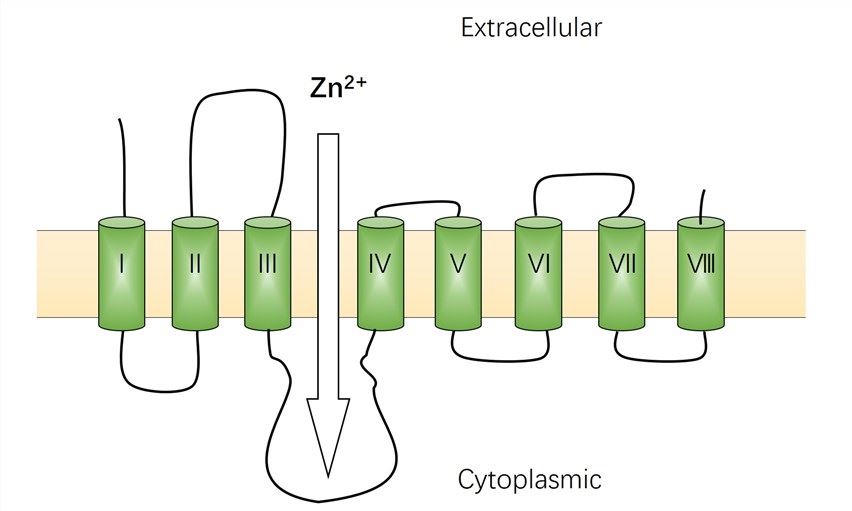 SLC39A2 Membrane Protein Introduction