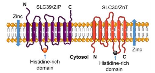 Predicted structure of the zinc transporters ZIP and ZnT.