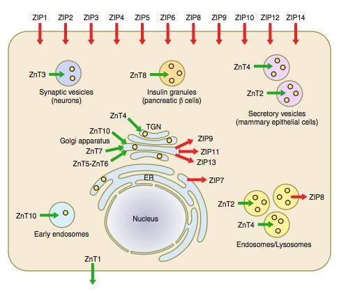 Subcellular localization and the direction of zinc transport of ZnT and ZIP transporters.