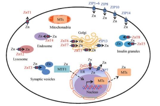 Subcellular localization of Zn transporters and MTs.