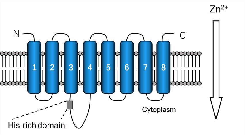 SLC39A9 Membrane Protein Introduction