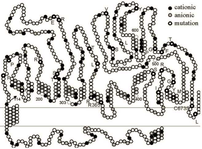 SLC3A1 Membrane Protein Preparation