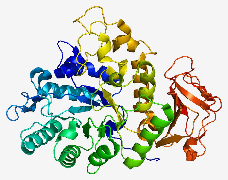 SLC3A2 Membrane Protein Introduction