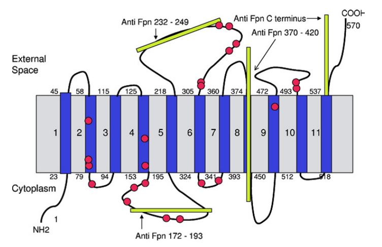 SLC40A1 Membrane Protein Introduction