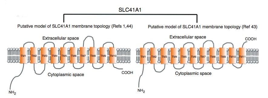 Models of membrane topology of SLC41A1.