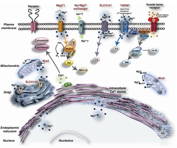 Mg2+ transporters in vertebrate cells.