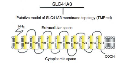 Computer predicted-model (TMPred) of SLC41A3 topology.