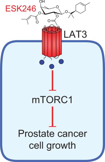 LAT3/SLC43A1 and its inhibitor ESK246 function in mTORC1 signal pathway