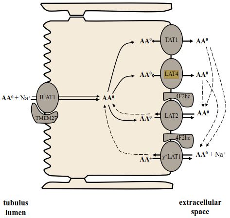 Apical and basolateral amino acid transporter cooperation in proximal tubule kidney cell
