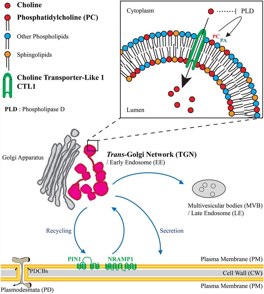Choline transporter CTL1 locates at the trans-Golgi network (TGN), a post-Golgi compartment acting as a central hub in the cell where endosomal plasma membrane recycling takes place as well as secretory sorting to plasma membrane and trafficking to late endosomes. (Boutté, 2018)