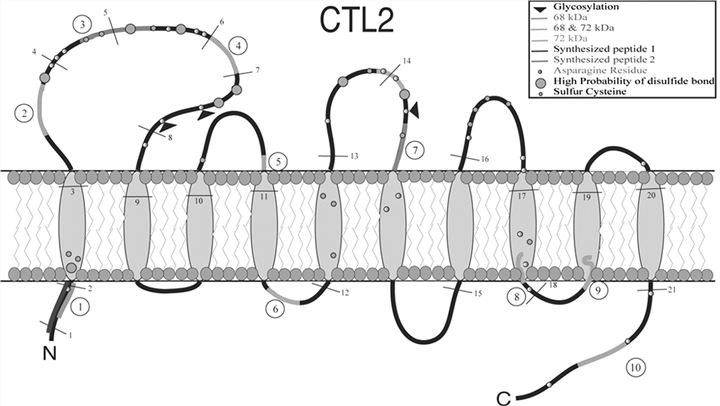 Predicted structure of hCTL2. (Nair, 2004)