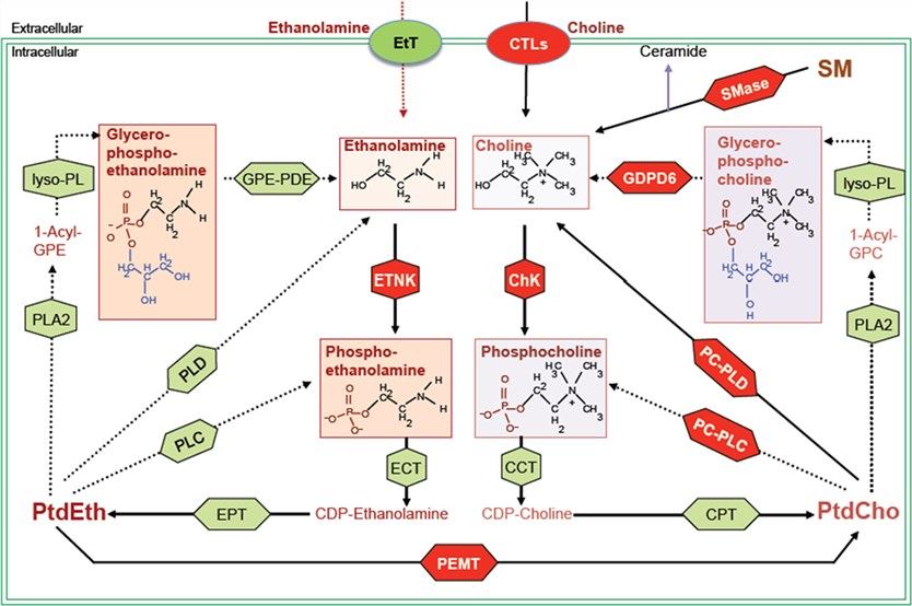 Biochemical network of ethanolamine and choline phospholipid metabolism showing crosstalk between these two metabolic cycles. (Cheng, 2016)