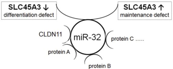 SLC45A3 Membrane Protein Preparation