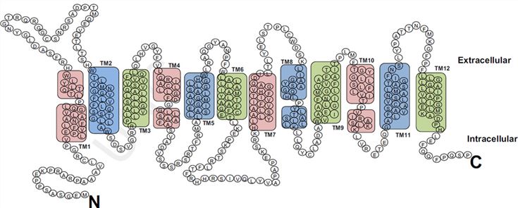 PCFT topology.