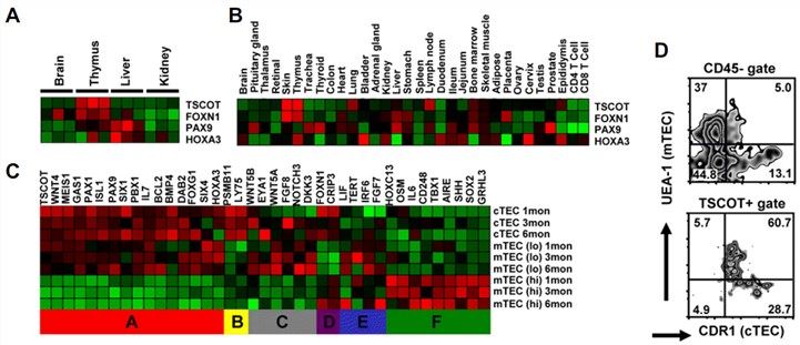 Tissue and cell type specific TSCOT expression profiling.
