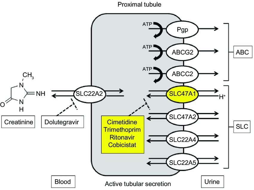 Pathway of renal creatinine transport <em>via</em> efflux transporters SLC22A2 and SLC47A1 over the proximal tubular cell membranes from blood to urine.