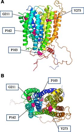 The structural model of human MATE2-K is presented: side view (A) and top view (B). 