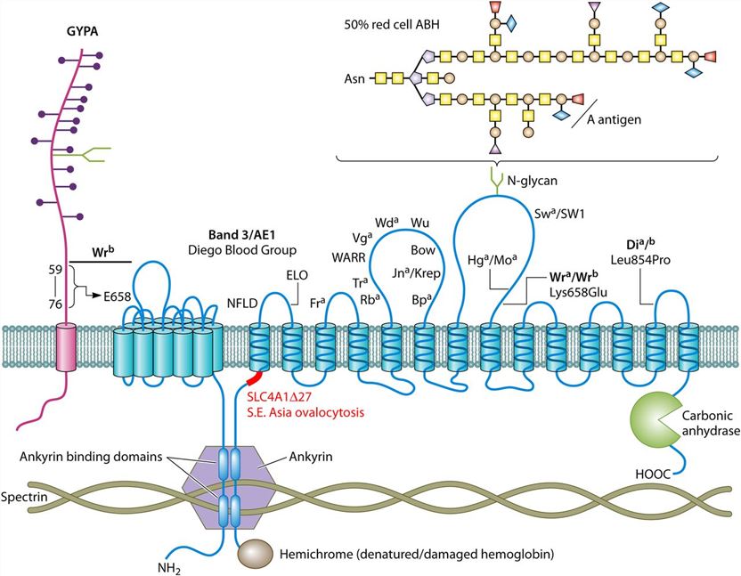 Diego blood group (AE1; band 3; SLC4A1).
