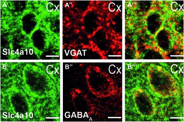 Synaptic expression of SLC4A10 in the cortex.