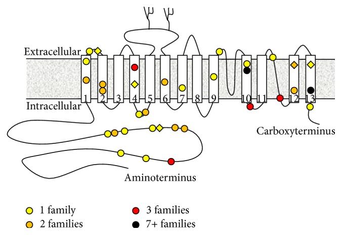 Cartoon of SLC4A11 protein topology showing the location of CHED-linked missense mutations.
