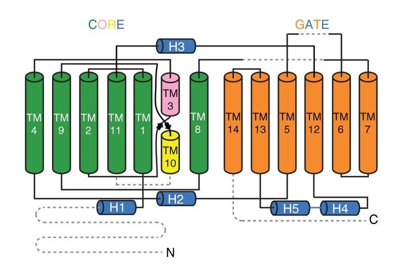 Topology of NBCe1.