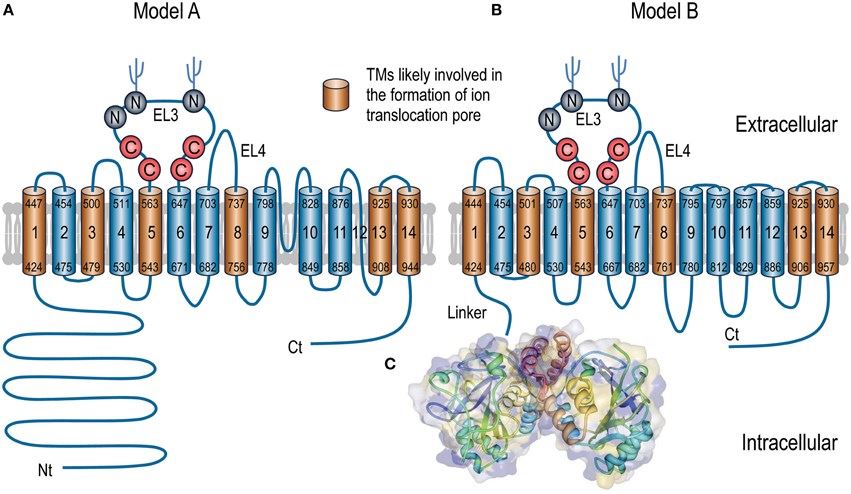 Putative models of topological organization of SLC4 transporters (A, B) and 3D crystal structure of Nt domain of AE1 (C).