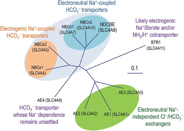 Phylogenetic tree of SLC4 family.