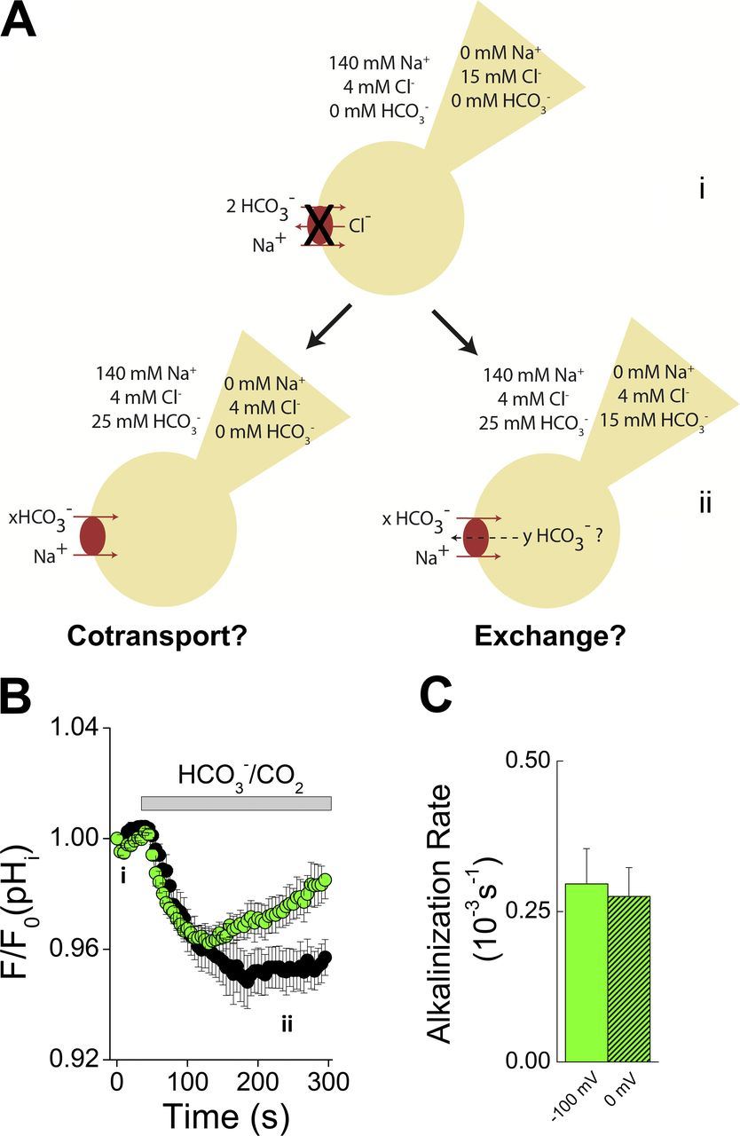 Na+-dependent HCO3-/HCO3- exchange under low Cl- concentrations. 