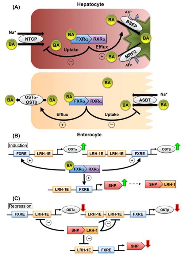 Transcriptional regulation of transporters participating in the enterohepatic circulation of bile acids.