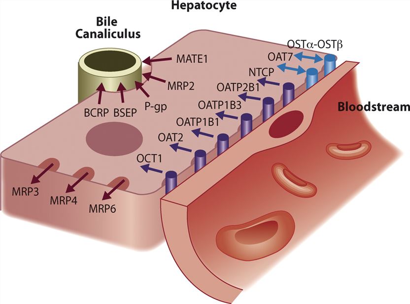 Selected transporters for endogenous compounds and xenobiotics, expressed on the sinusoidal and canalicular membranes of human hepatocytes. 
