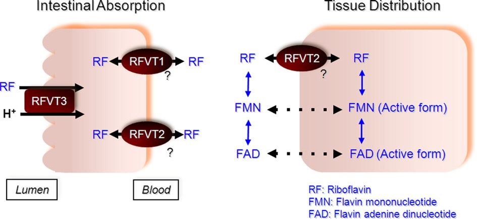 Intestinal absorption and tissue distribution of riboflavin mediated by RFVT.