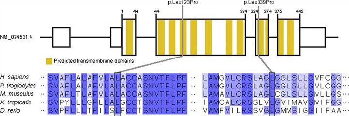 Structure of SLC52A2 and localization and conservation of affected amino acid residues of identified mutations.