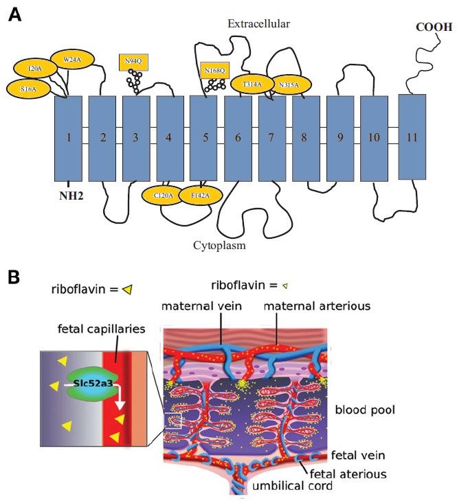 (A) The predicted membrane topology of human riboflavin transporter-3 (hRFVT-3). (Subramanian, 2017); (B) Mechanism of riboflavin absorption in mouse placenta.
